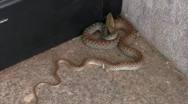 No Vale do Piancó: Homem é picado por cobra quando lavava roupa