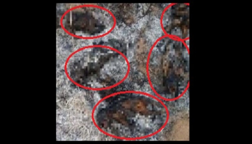 Crueldade no Sertão: Cinco filhotes de cães são encontrados queimados