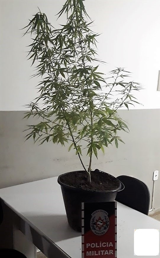 Foragido da Justiça é recapturado e pé de maconha apreendido, no Sertão