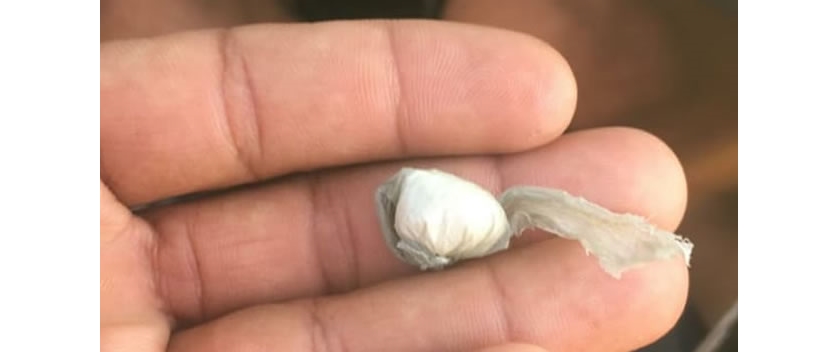 No Sertão: Após perseguição, adolescente é flagrado com droga