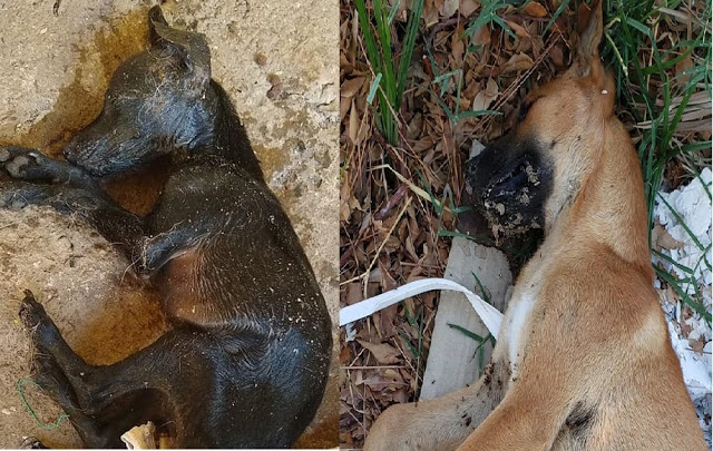 Cerca de 23 cães e gatos são mortos por envenenamento em Cajazeiras