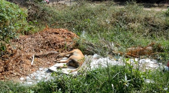 Polícia abre inquérito para apurar matança de cães em Cajazeiras