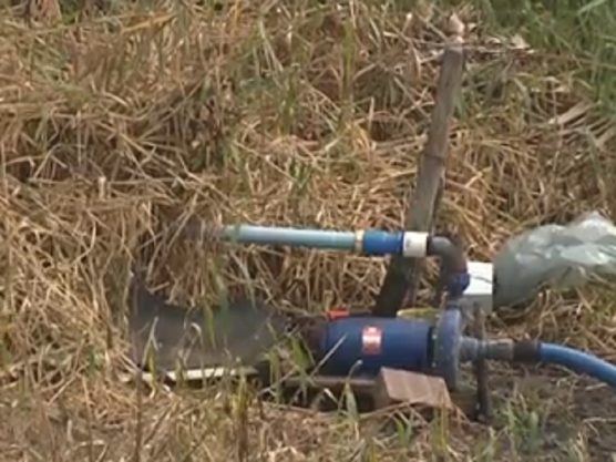Comunidades rurais de Santa Terezinha-PB sofrem com ações de bandidos que arrancam e levam bambas usadas para o abastecimento
