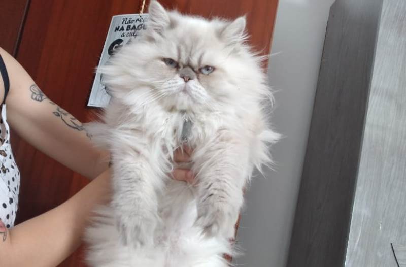 Gata de estimação está desaparecida e família pede ajuda para encontrar na cidade de Patos