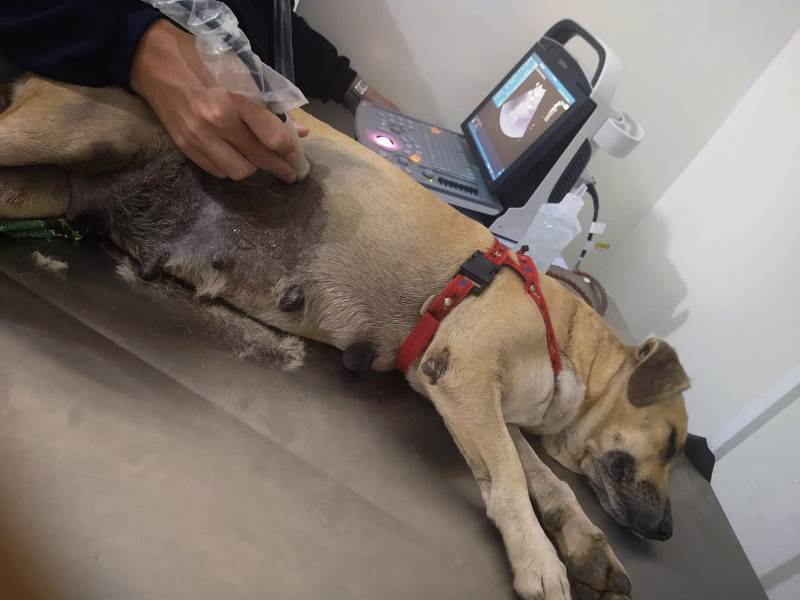 Cadela de rua é esfaqueada e ao receber sutura amadora tem caso agravado na cidade de Patos – Veja vídeo!