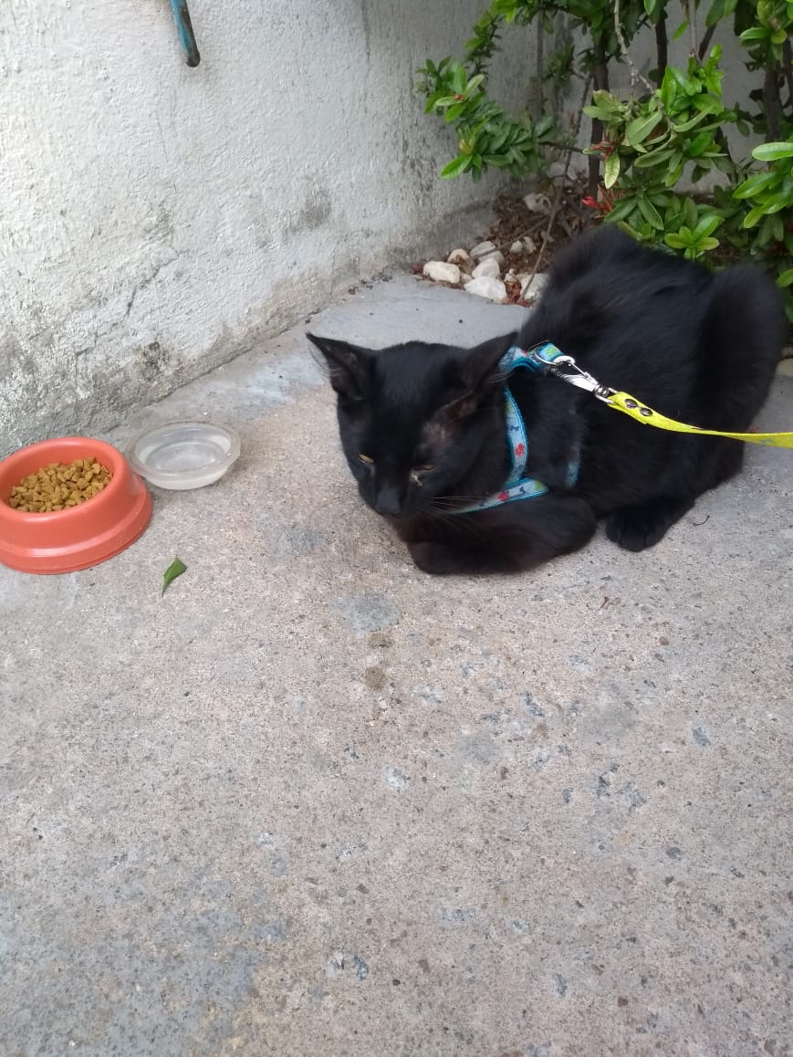 Popular encontra gato e procura seus donos. Veja