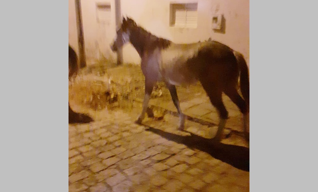 Em Patos: Cavalo está desaparecido e dono pede ajuda para encontrá-lo