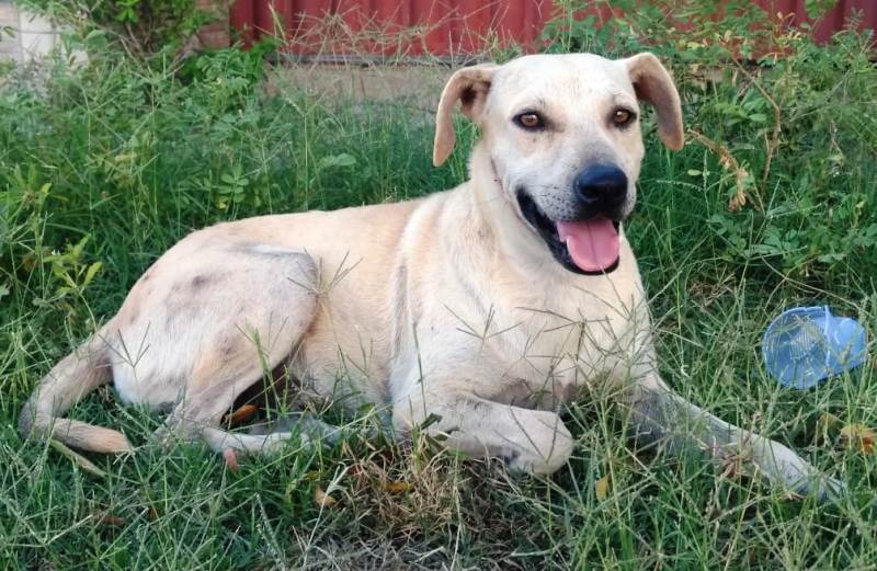 Cachorro é morto a pauladas e moradores tentam localizar assassino no Bairro Maternidade, em Patos