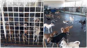 Presidente da ONG Adota Patos teme massacre entre cães por falta de ração no Canil Municipal