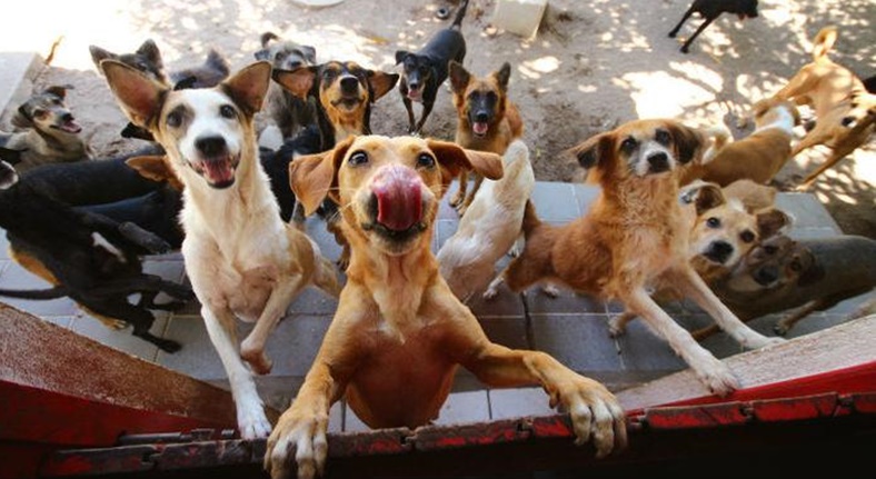 Prefeitura de Patos diz que pagou R$ 36 mil em subvenção e 97 mil em rações para canil administrado pela ONG Adota Patos