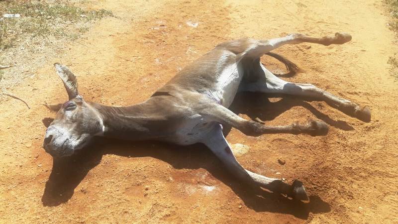 Jumenta com marcas de maus-tratos agoniza no Bairro São Sebastião, em Patos
