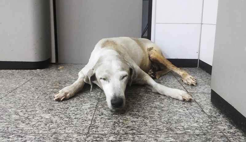 Véião: o cachorro idoso que sempre é visto no Banco do Brasil, em Patos