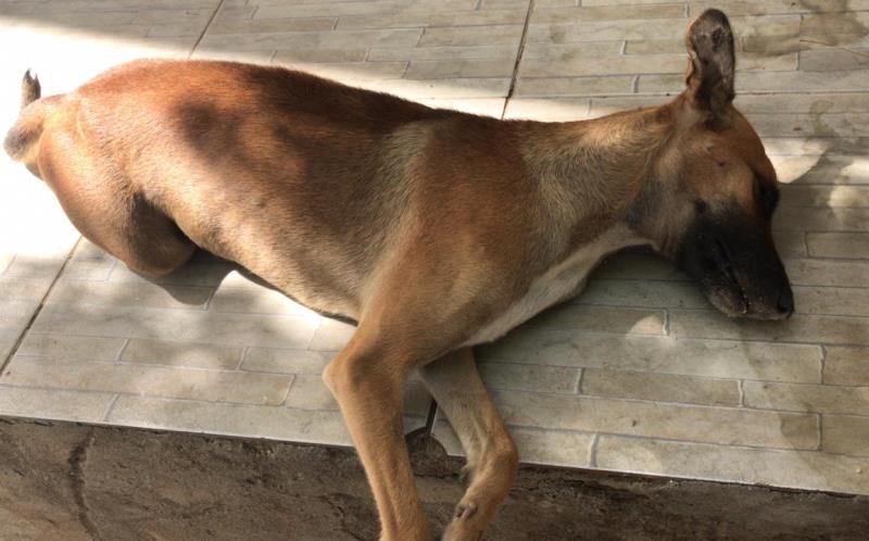 Após ser castrada, cadelinha volta às ruas e dias depois é morta a pauladas na cidade de Patos