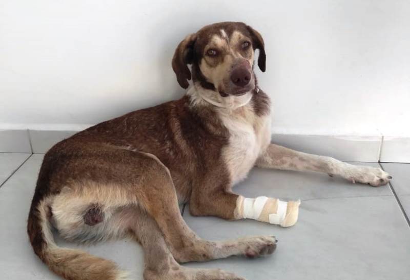 Em Patos, cachorro que está em tratamento fugiu de casa e cuidadores pedem ajuda para encontrá-lo