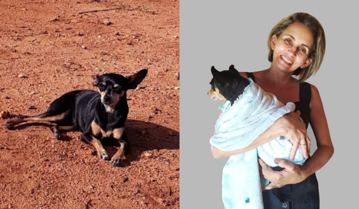 Mulher procura cadela desaparecida. Saiba como ajudar