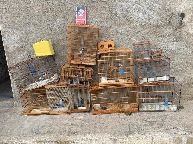 Polícia Militar apreende 10 aves silvestres em São José do Sabugi-PB