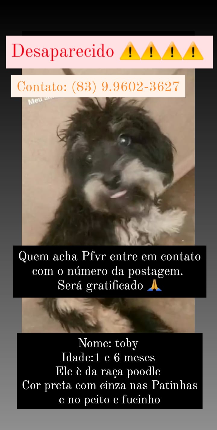 Cachorrinho desaparece e é procurado por seus donos em Patos. Veja