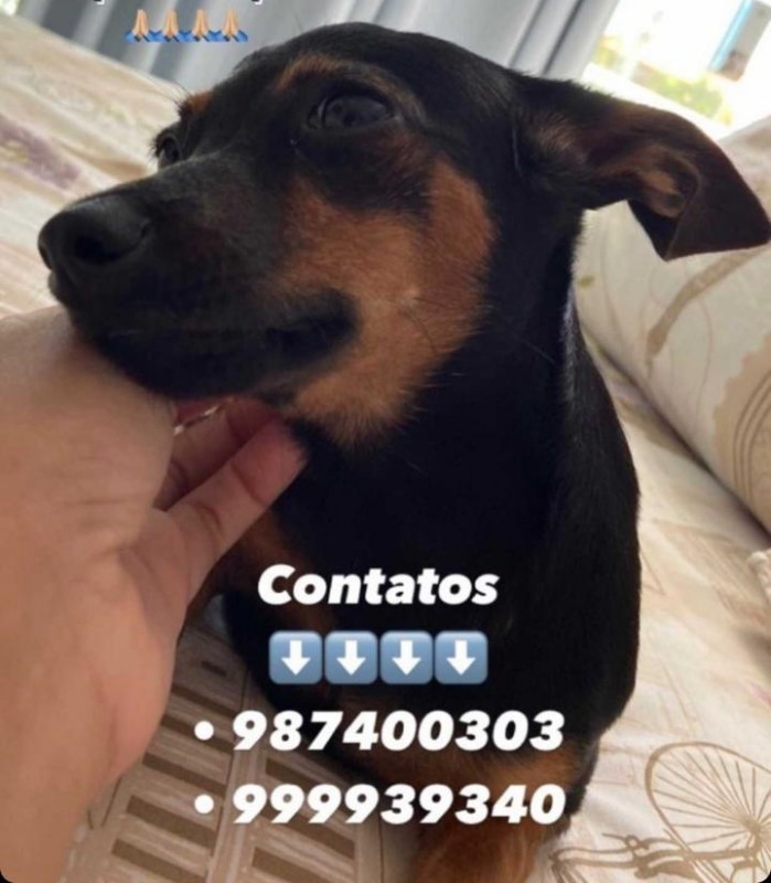 Mulher procura cachorro que está desaparecido