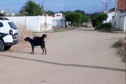 Cães da raça rottweiler aparecem, perambulam pelas ruas e assustam moradores de bairro de Patos. Veja a história