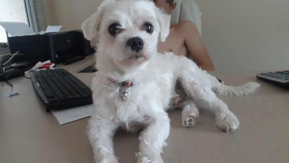 Cãozinho Maltês desaparece na manhã desta sexta-feira (29) e família o procura