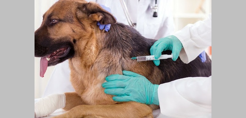Cães e gatos que não tomaram a vacina antirrábica ano passado podem receber na Vigilância Ambiental de Patos