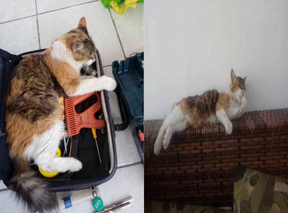 Gata de estimação desaparece e família oferece recompensa por informação. Veja