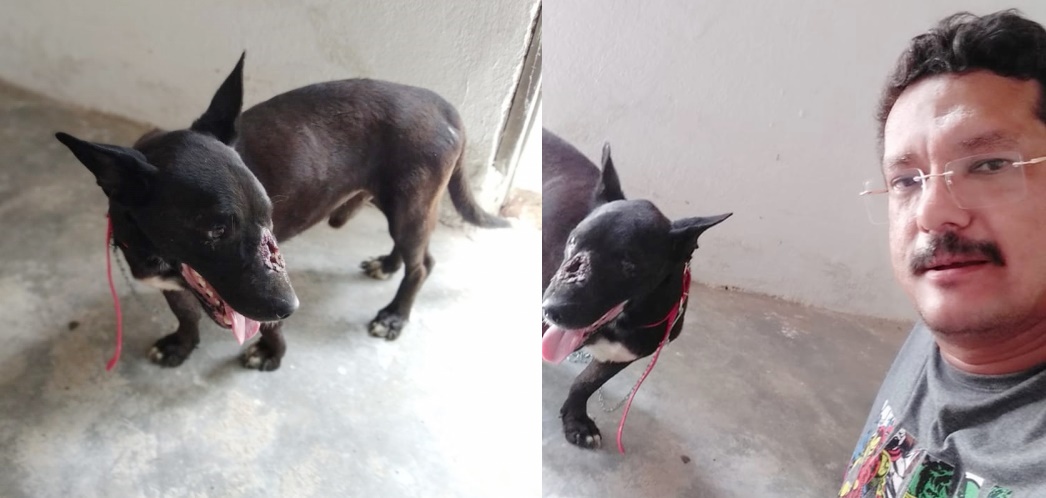 Vereador sargento Patrian resgata cão com câncer e diz que trabalho continua; ouça!