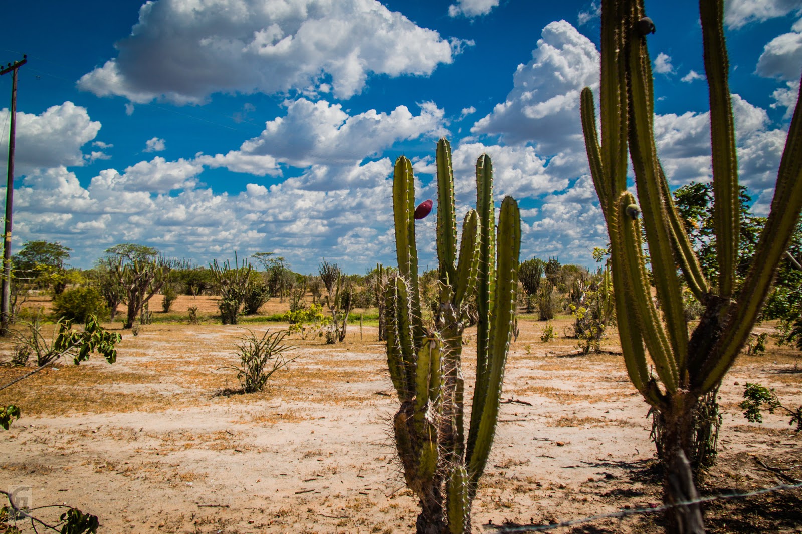 O potencial do nosso semiárido nordestino. Por Agrônomo Chico Velho