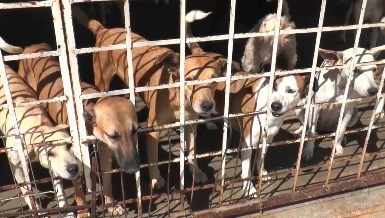 Presidente da ONG Adota Patos confirma que Centro de Zoonoses não será mais construído conforme projeto inicial. Ouça