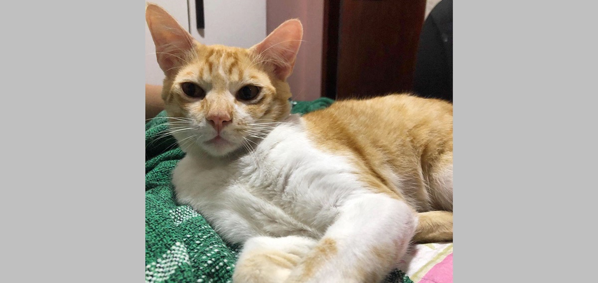 PROCURA-SE GATO DESAPARECIDO