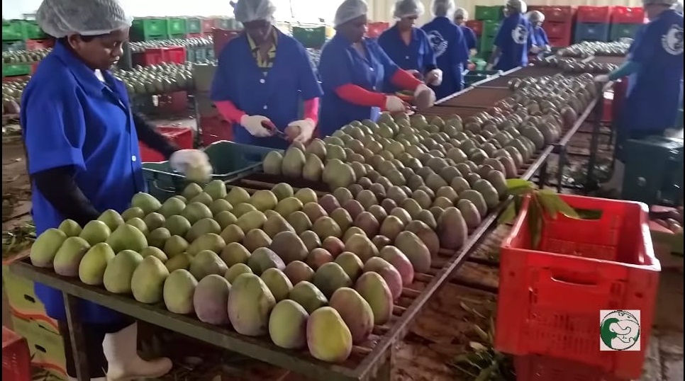 Fazenda Tamanduá terá safra recorde de manga este ano