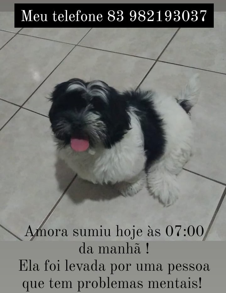 Cadela desapareceu no bairro Belo Horizonte, em Patos