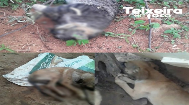 Cães e gatos voltam a ser envenenados em Teixeira-PB
