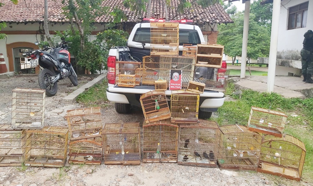 Polícia Ambiental apreende mais de 70 aves e prende acusado de atuar no tráfico de animais na PB