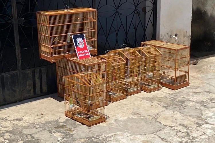 No Sertão: Sete aves silvestres são apreendidas e homem terá que pagar multa de R$ 500 por cada pássaro