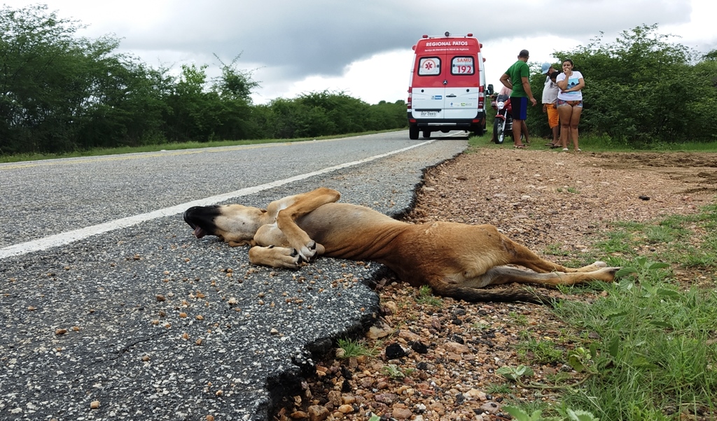 Jovem fica ferido após colidir moto com cachorro na PB 272, em Patos
