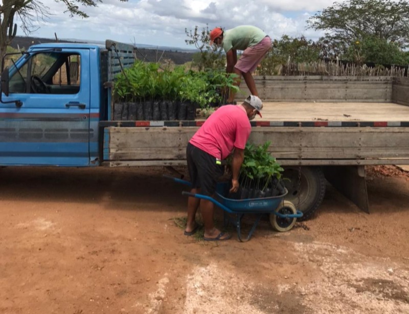 Secretário de Meio Ambiente fala sobre projeto de arborização na cidade de Cacimba de Areia
