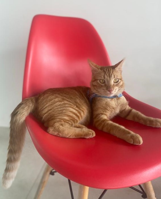 Gato vermelho rajado desaparece e proprietária faz apelo para reencontrar o animal em Patos