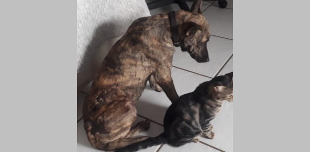 Cachorro desaparece na Zona Rural de Patos e dono oferece recompensa para quem encontrá-lo