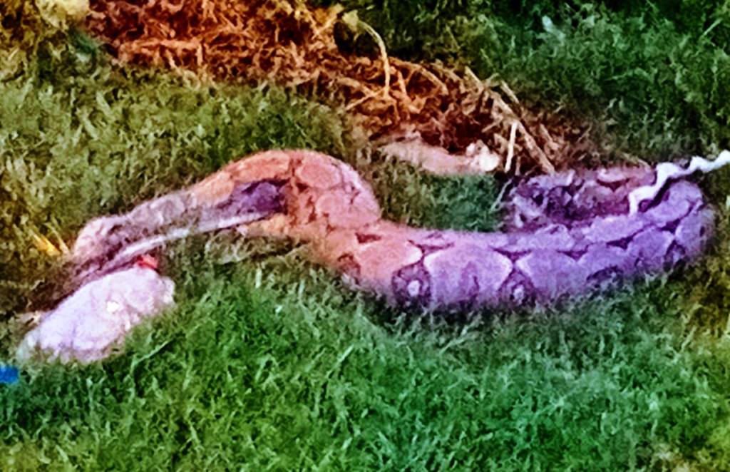 Com medo, moradores não acionam bombeiros e matam cobra jiboia no Bairro São Sebastião, em Patos