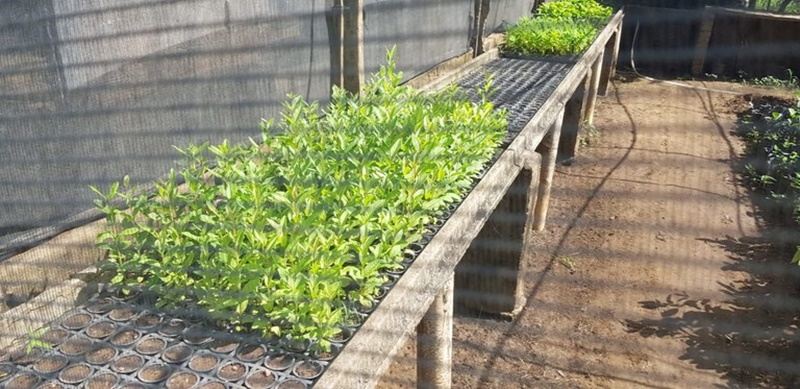 Em Patos, apenados participam de projeto de reflorestamento com mudas de espécies nativas da Caatinga