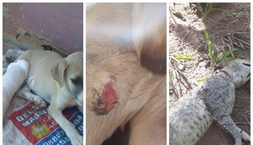 Maus tratos: Gatos e cães estão sendo maltratados e mortos envenenados e a pauladas no Vale do Piancó