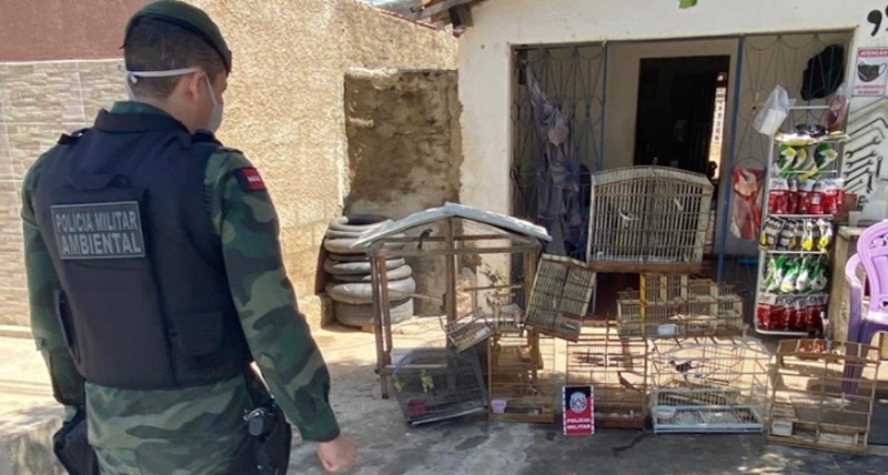 Polícia Militar apreende dezenas de aves em residência no Sertão. Homem é multado em R$ 7 mil