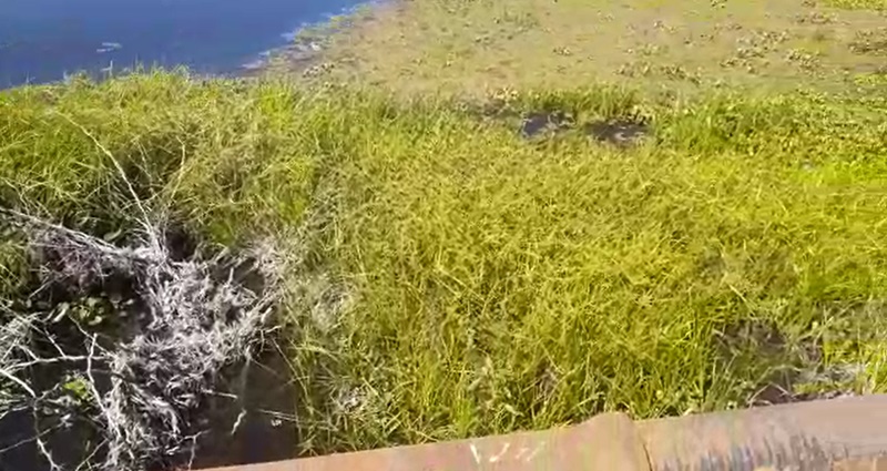 Com muita vegetação no sangradouro, Açude do Jatobá em Patos falta 1,25 m para transbordamento. Veja o vídeo