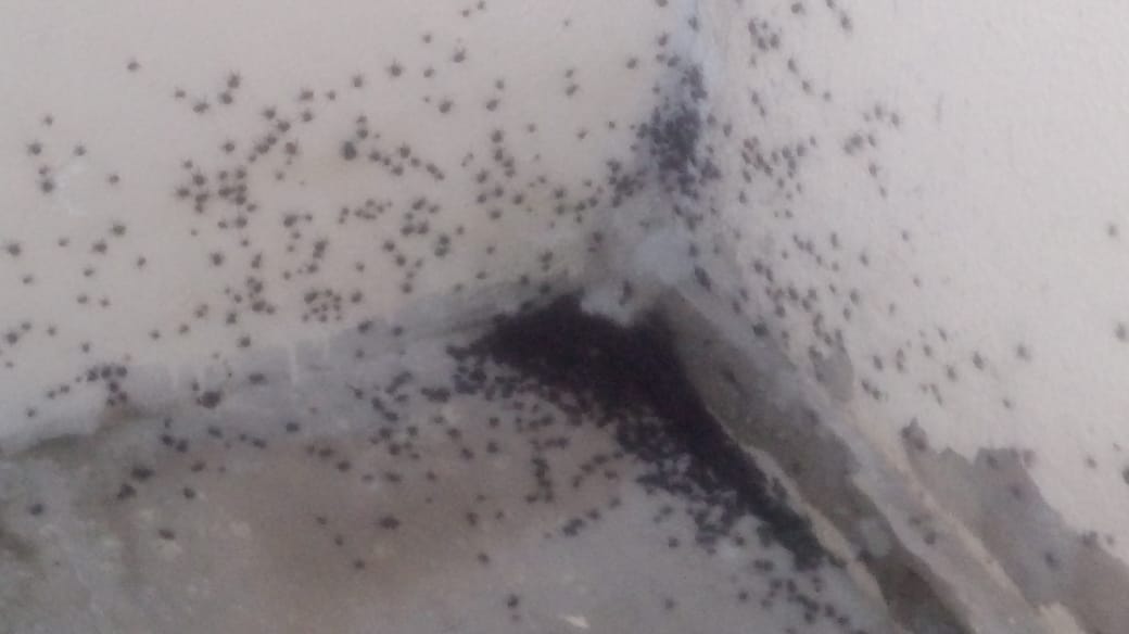 Em vídeo, moradores do residencial Itatiunga mostram grande quantidade de insetos nas residências e buracos nas ruas que dá acesso ao conjunto. Assista;