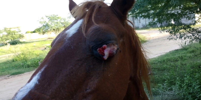 Cavalo com olho furado e sangrando está agonizando abandonado no Bairro do Morro, em Patos