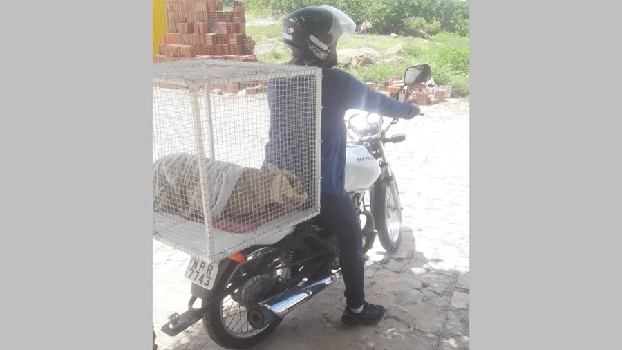 Morador do bairro Jardim Guanabara, em Patos, faz apelo para ajudar os animais abandonados na localidade onde reside. Ouça