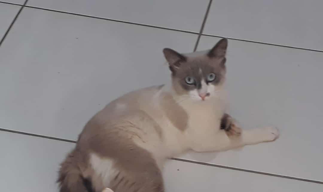 Mulher procura gato de estimação que desapareceu no bairro da vitória