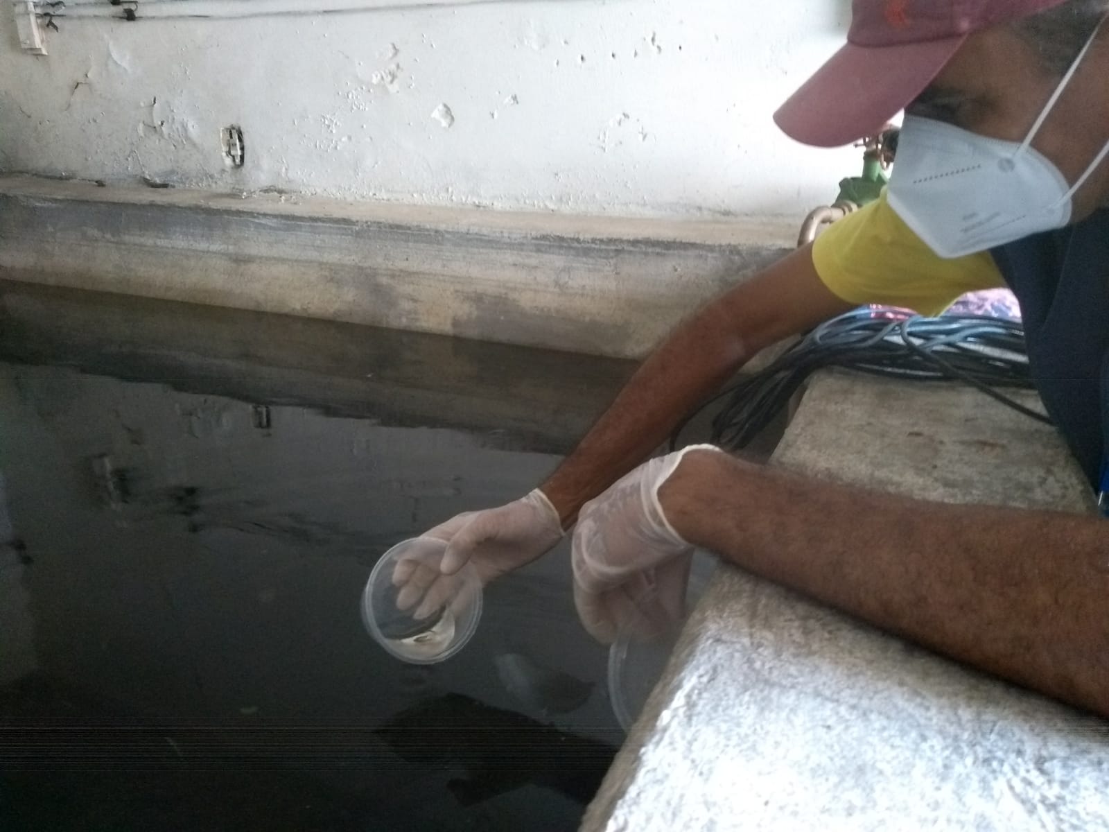 Piabas são usadas como estratégia de Controle Biológico do Aedes aegypti em Patos