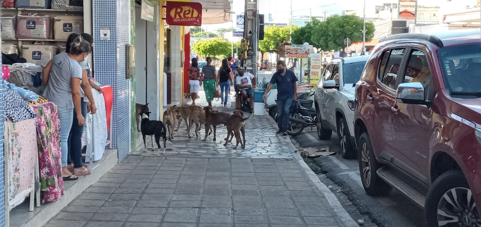 Popular fotografa grande quantidade de cães nas ruas de Patos e cobra providências